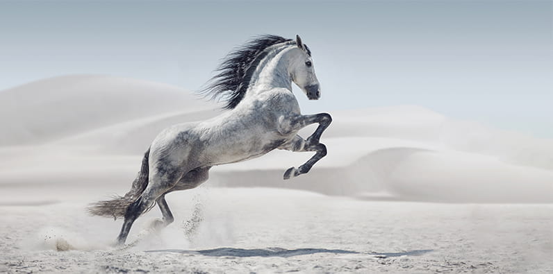 Caballo blanco de raza árabe alzado en dos patas encima de la arena del desierto.