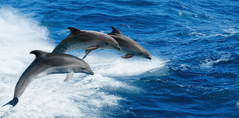 Tres delfines saltan en el mar.