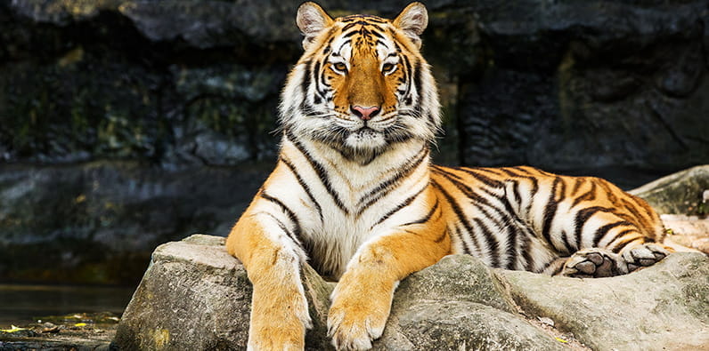 Tigre reposando sobre una roca.