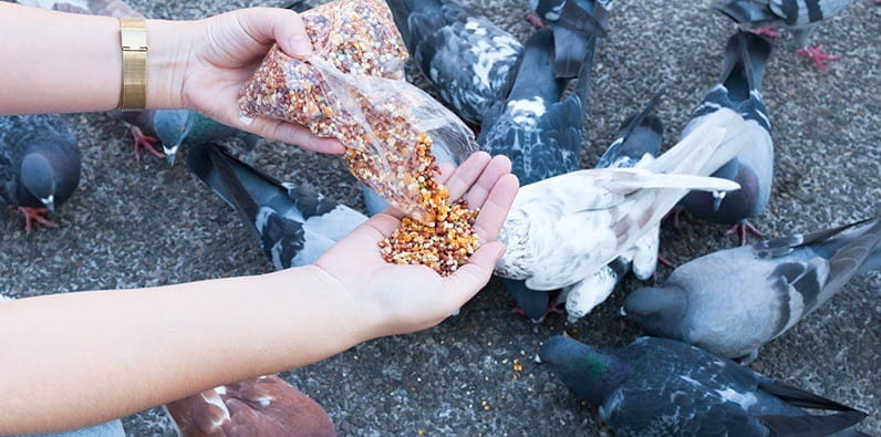 Una mujer que alimenta a las palomas 