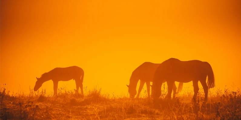 Caballos cimarrones pastando