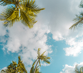 Palmeras al fondo de un cielo azul con nubes blancas