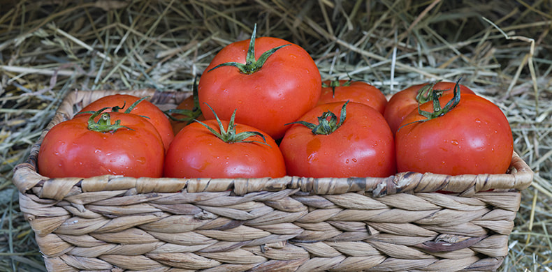 Variedad de tomates del Perelló en una cesta.