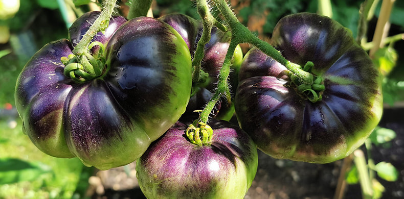 Primer plano de un tomate Mar Azul sujetado por una mano.