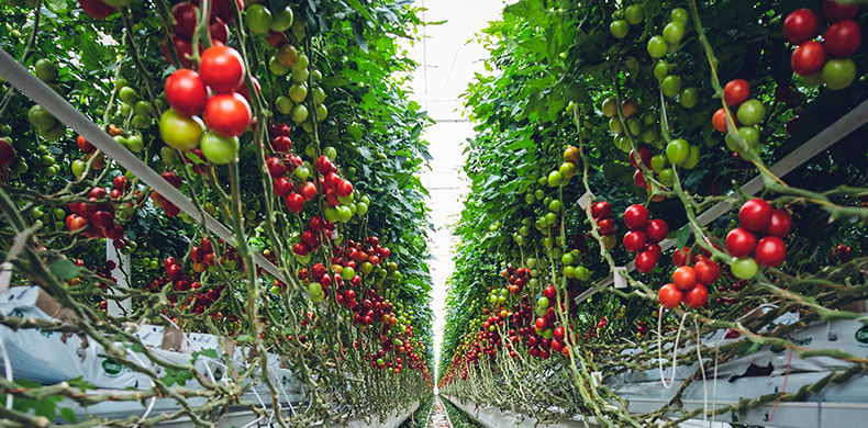 Varias ristras de tomate de penjar.