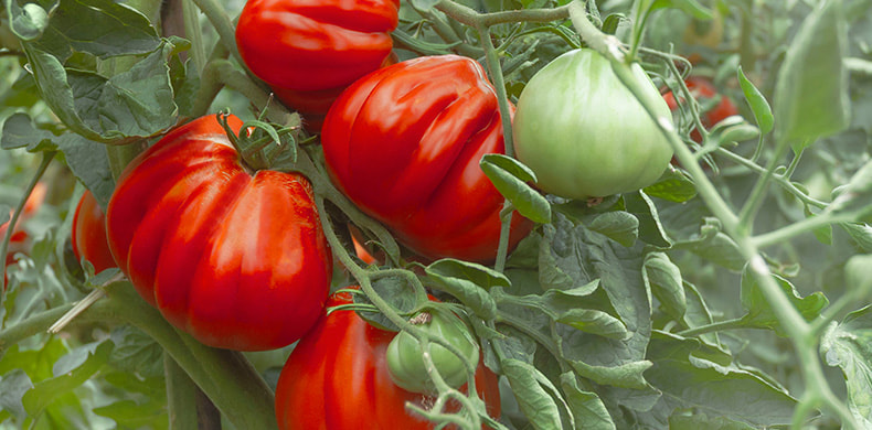 Tipos de tomates Corazón de Buey en una tomatera.
